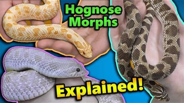 How many morphs of corn snakes are there?