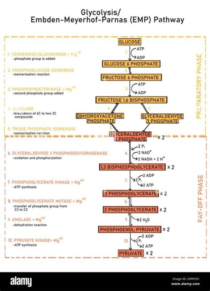How many NADH are produced in the Embden-Meyerhof-Parnas pathway?