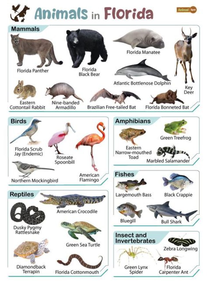 How many non-native species are in Florida?