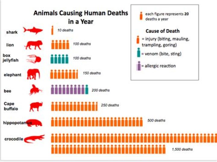 How many people are killed by dogs each year in the USA?