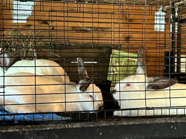 How many rabbits do you need to start a Rabbitry?
