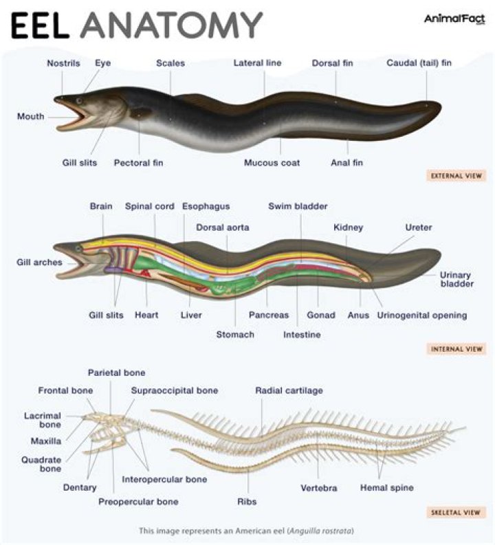 How many ribbon eels are there?
