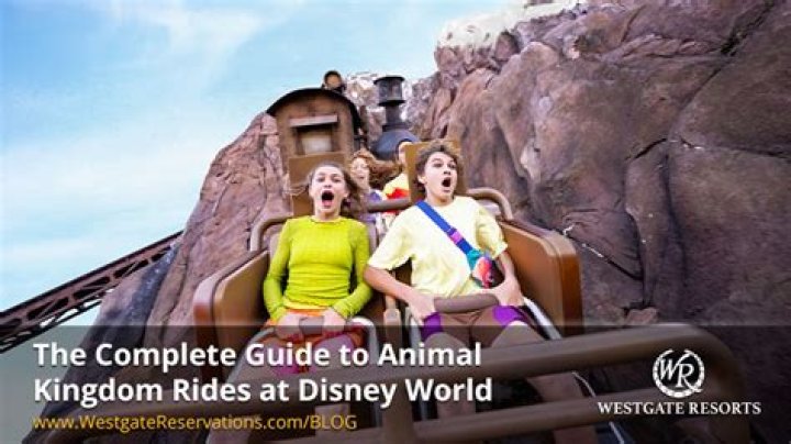 How many rides are in each Disney park?