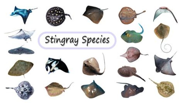 How many species are in Syngnathidae?