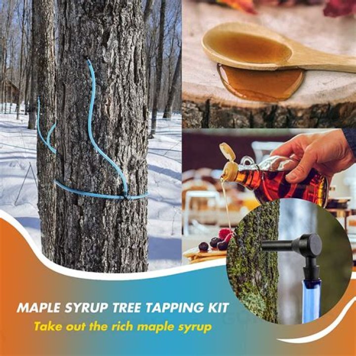 How many Spiles does a maple tree have?