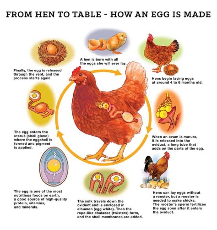 How many steps does it take for an egg to hatch?
