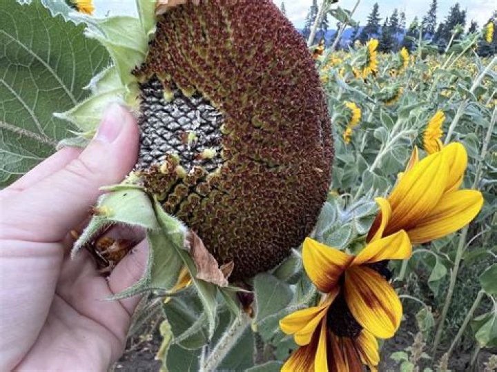 How many Sunflower Bank locations are there?