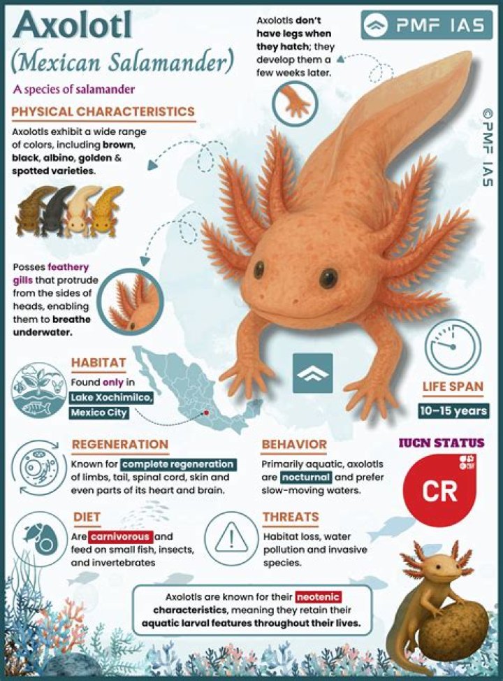 How many times can an axolotl regenerate a limb?
