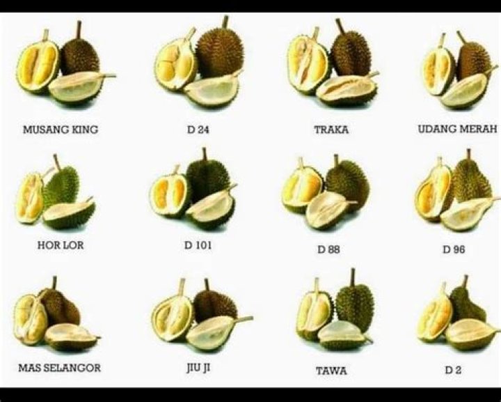 How many types of durian are there in Malaysia?