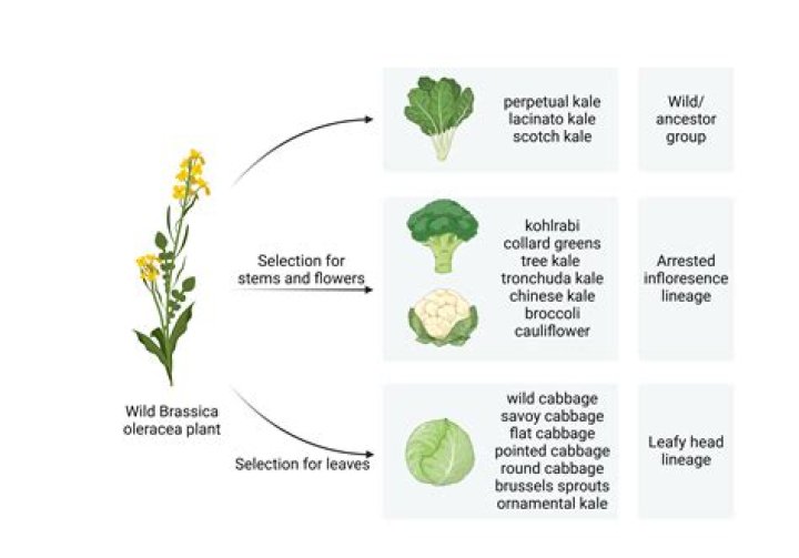 How many varieties of Brassica rapa are there?