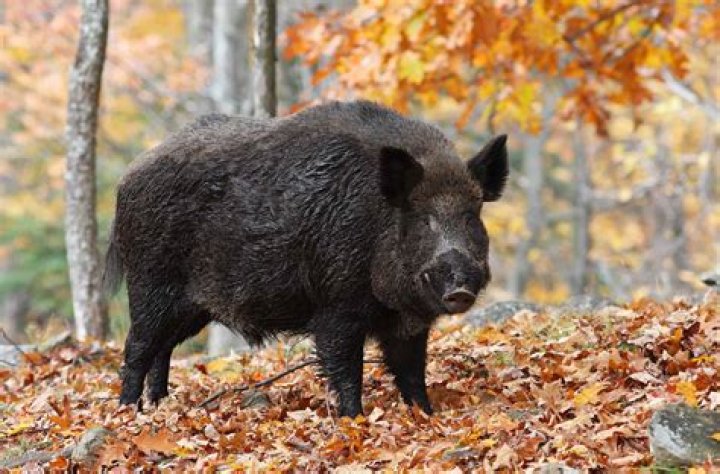 How many wild pigs are there in Georgia?