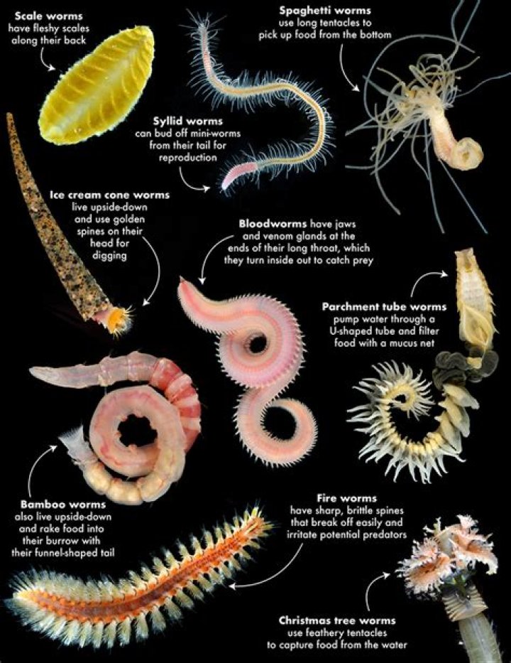 How many worms can a gallon of plastisol make?