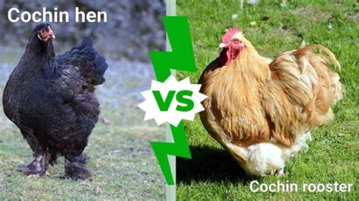 How much are Cochin roosters?