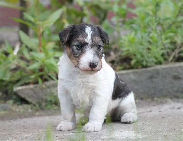 How much are Wire Fox Terrier puppies?