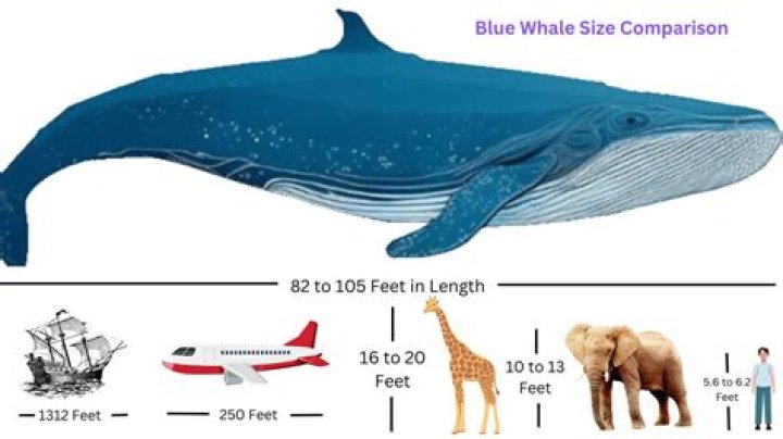 How much can a blue whale fit in its mouth?