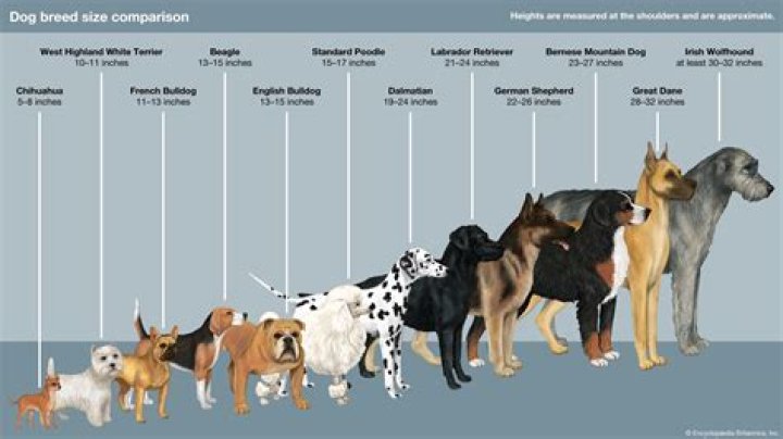 How much did an iDog cost?