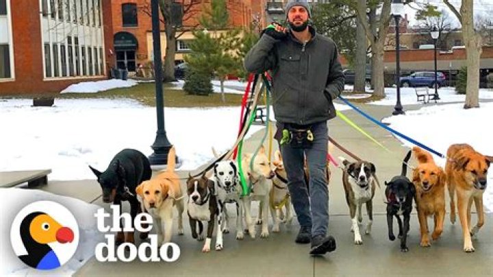 How much do dog walkers make in Toronto?