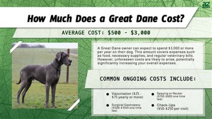 How much do fawn Great Danes cost?