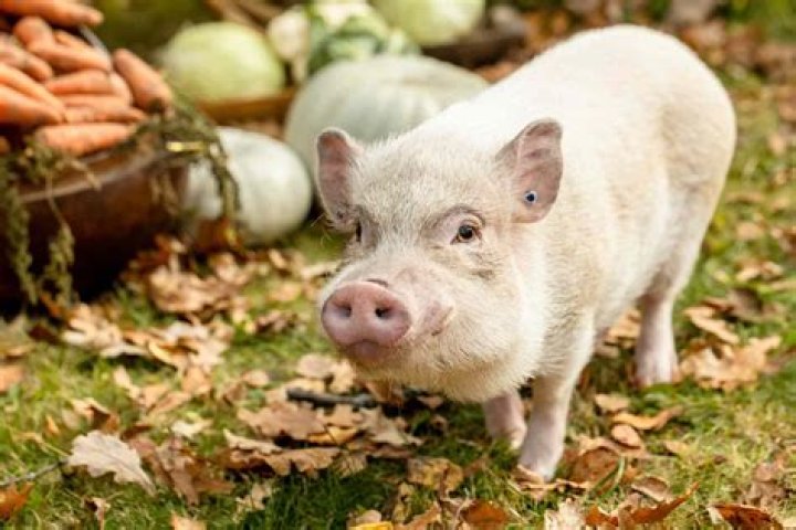 How much do mini pigs usually cost?