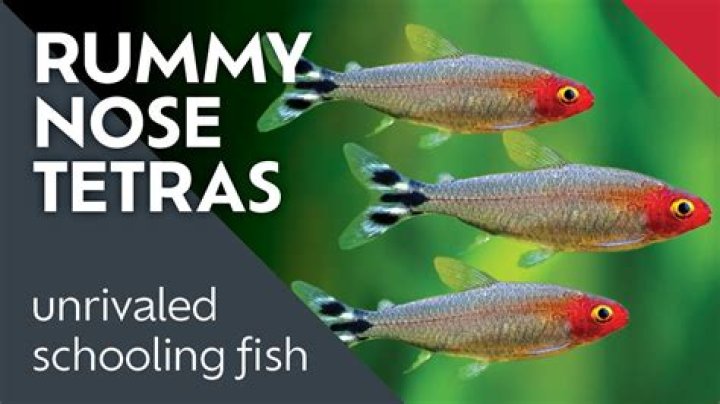 How much do rummy nose tetras cost?