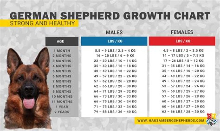 How much do Shepsky puppies sell for?