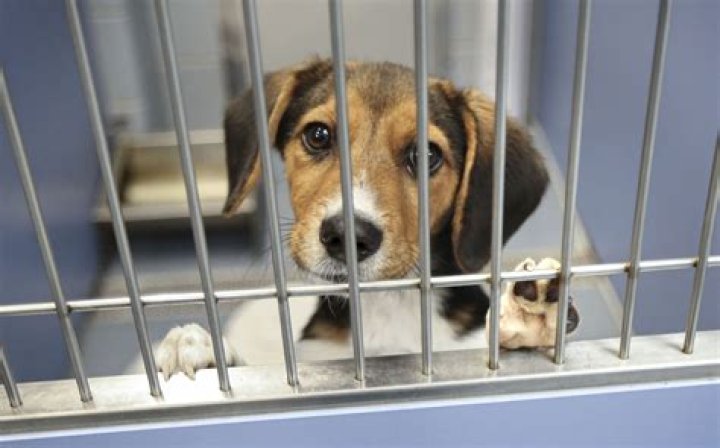 How much do you get paid for working in an animal shelter?