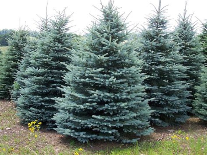 How much does a 6 foot spruce tree cost?
