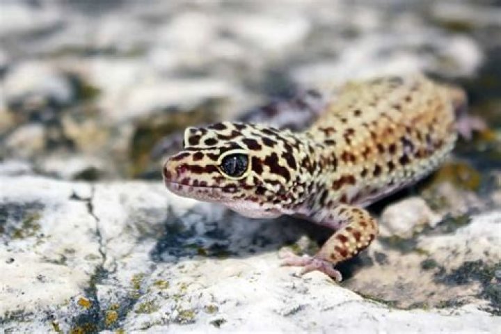 How much does a baby gecko cost?