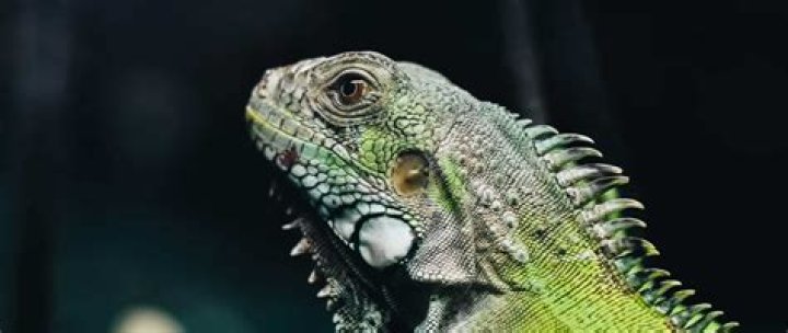 How much does a baby iguana cost?