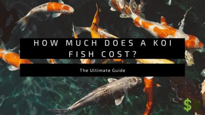 How much does a black koi cost?