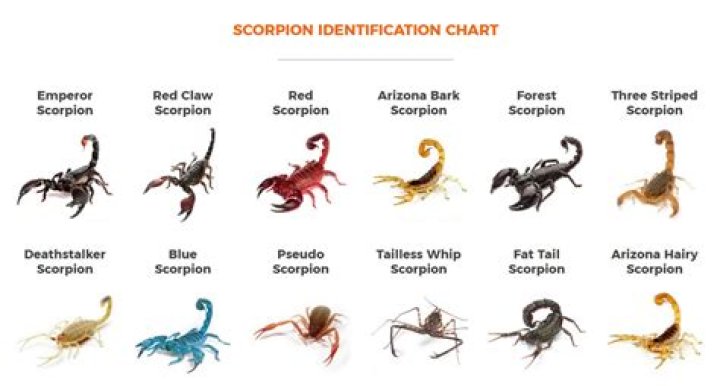 How much does a black scorpion cost?