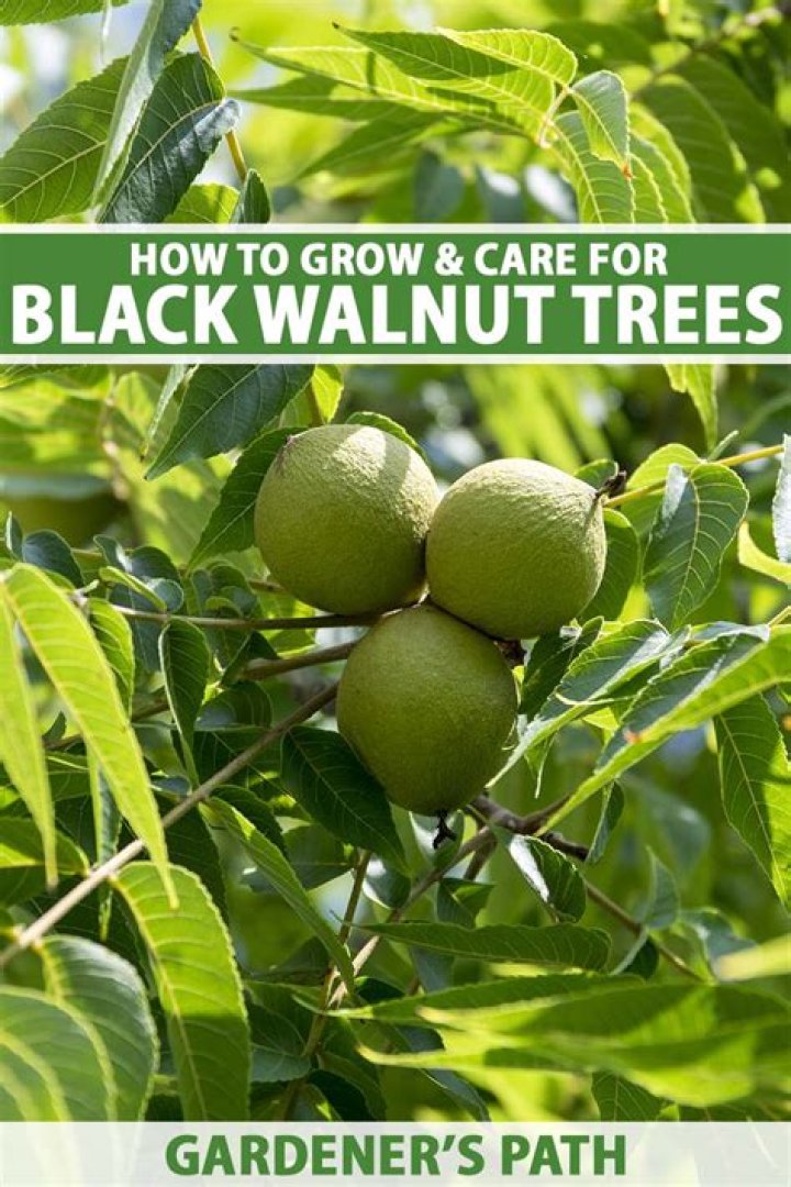 How much does a black walnut tree cost?