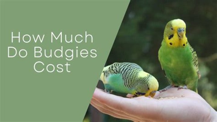 How much does a budgie cost in Melbourne?