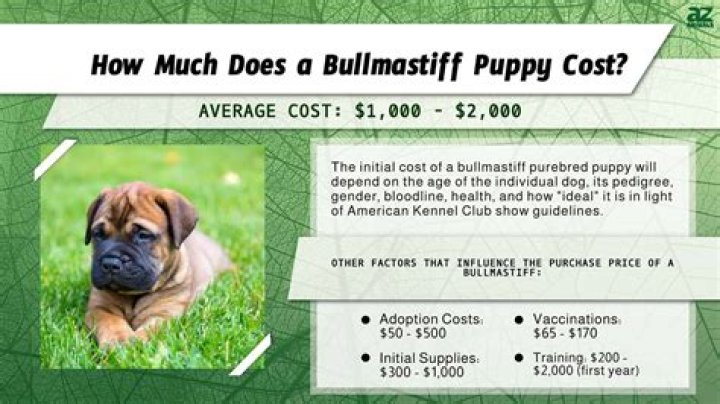 How much does a Bullmastiff dog cost?