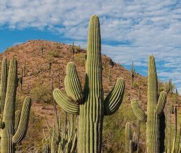 How much does a cactus cost?