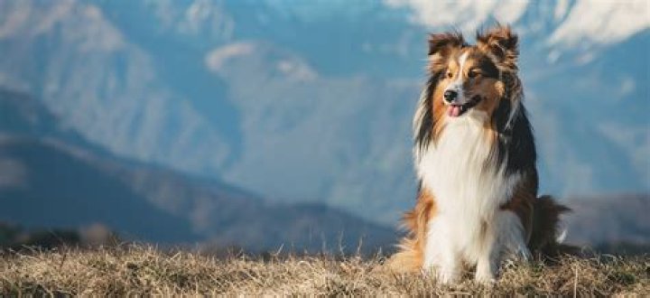 How much does a Catalan sheepdog cost?