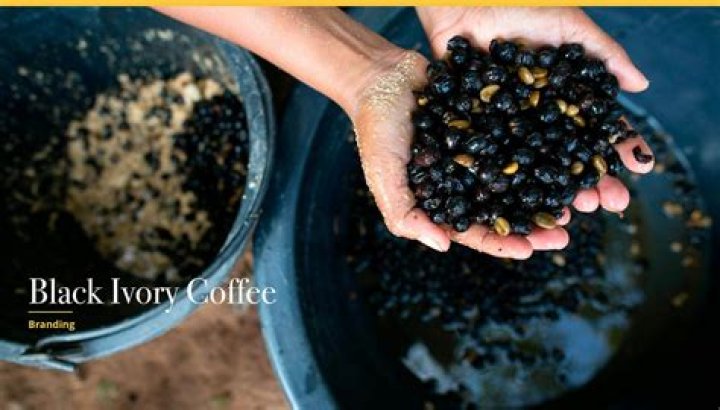 How much does a cup of Black Ivory Coffee cost?