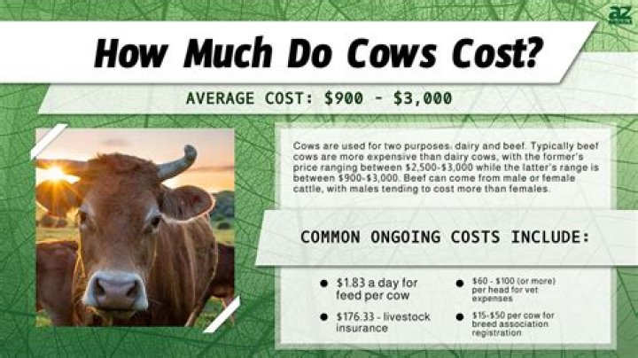 How much does a dairy cow cost in Wisconsin?