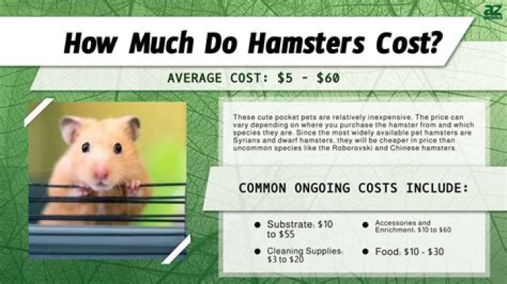 How much does a hamster cost?