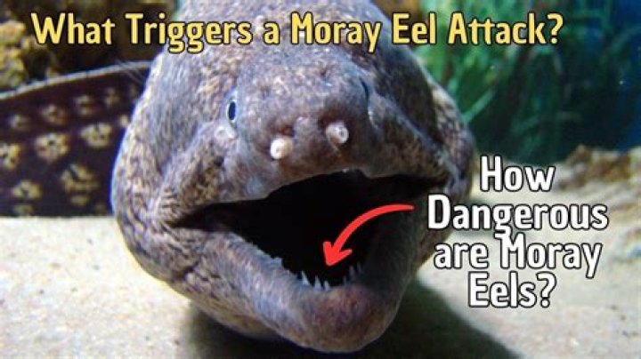 How much does a moray eel sell for?