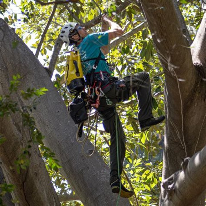 How much does a professional tree climber make?