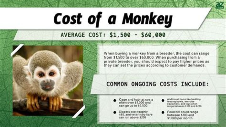 How much does a real spider monkey cost?
