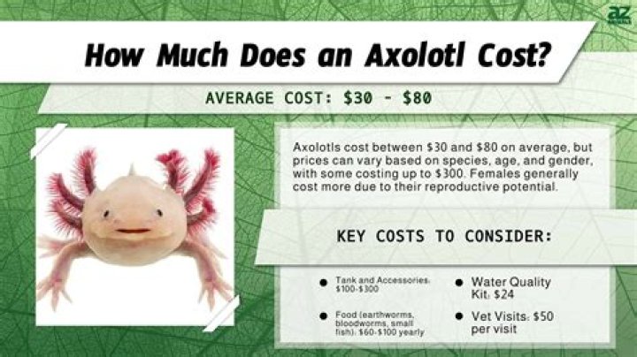 How much does a Rowpu cost?