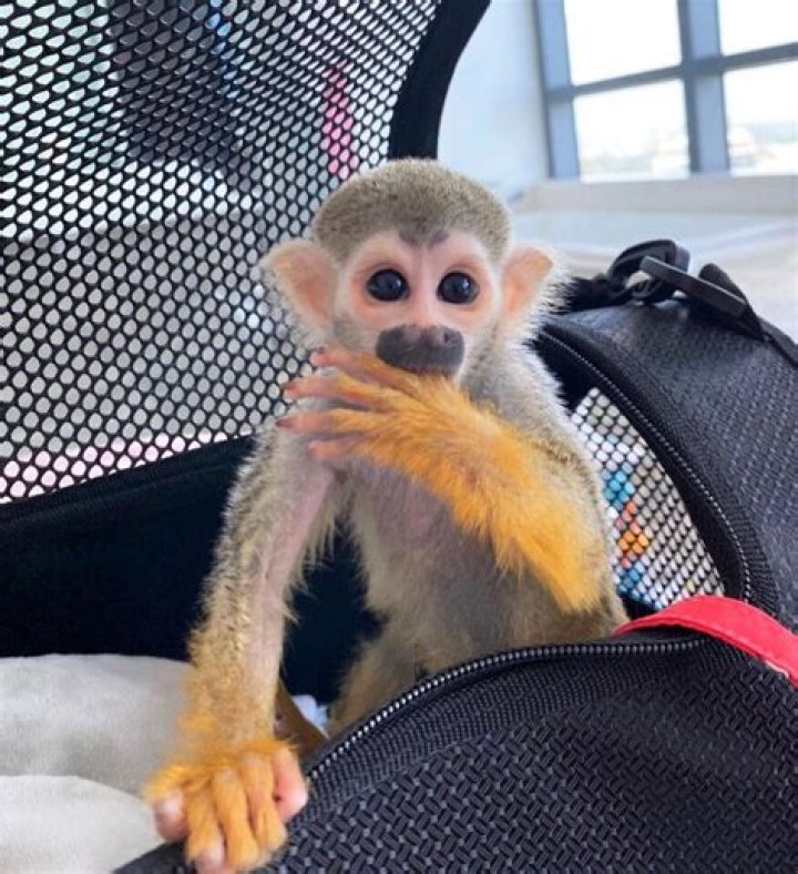 How much does a squirrel monkey cost?