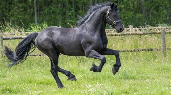 How much does a trained Friesian horse cost?