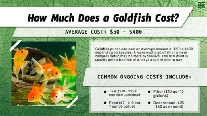 How much does EduFocal cost?