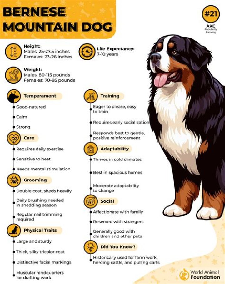 How much does it cost to adopt a Bernese Mountain Dog?