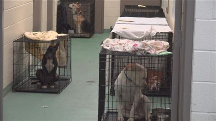 How much does it cost to adopt a dog from the Orange County animal shelter?