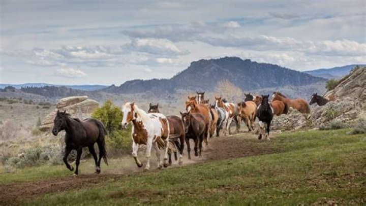How much does it cost to go to a dude ranch in Wyoming?