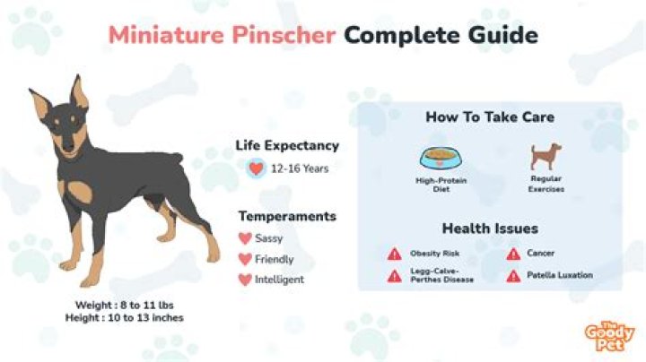 How much does Miniature Pinschers cost?